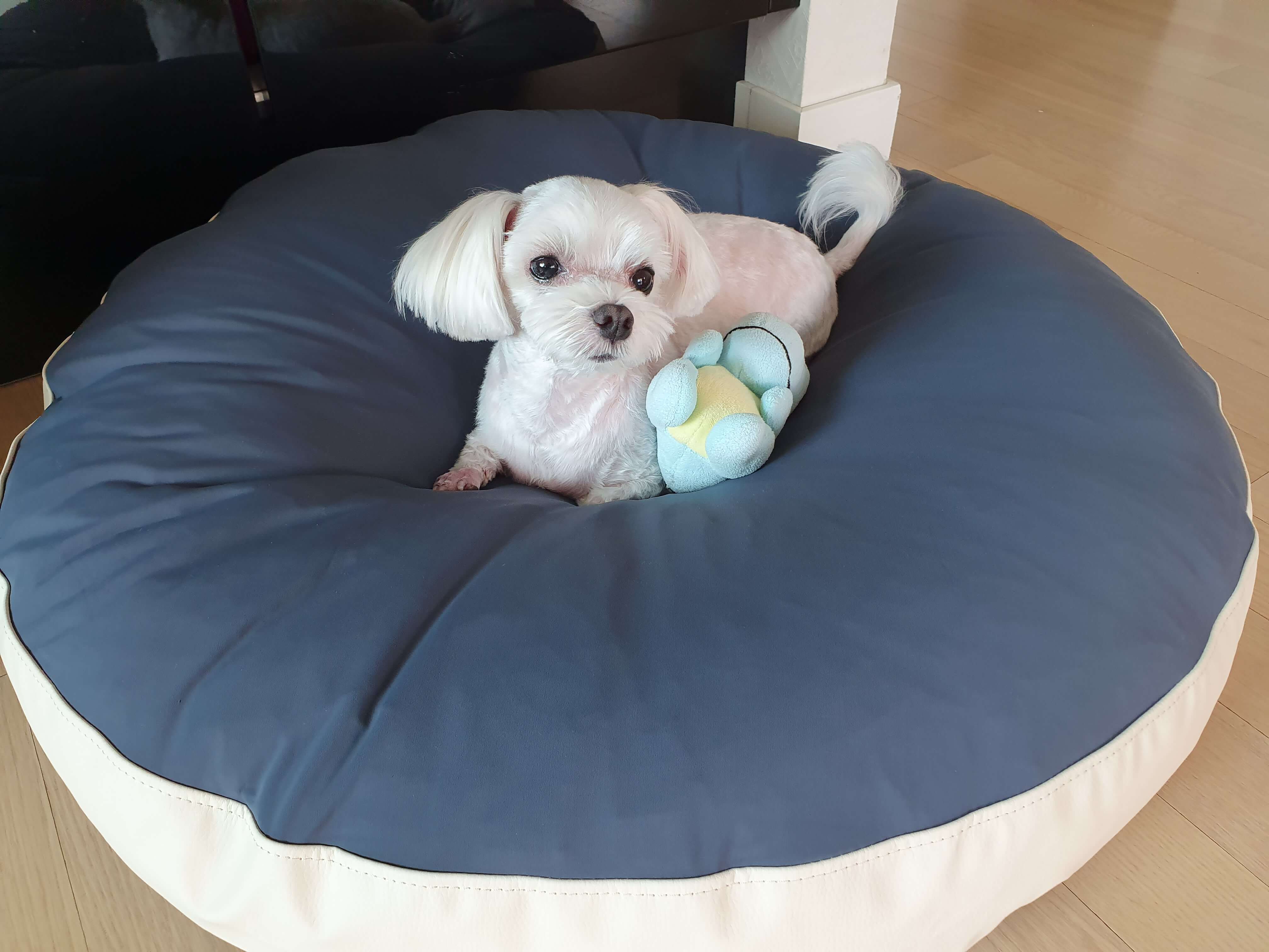 강아지-우주방석-추천