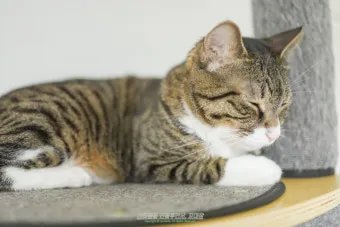 고양이 우울증과 무기력증 증상_7