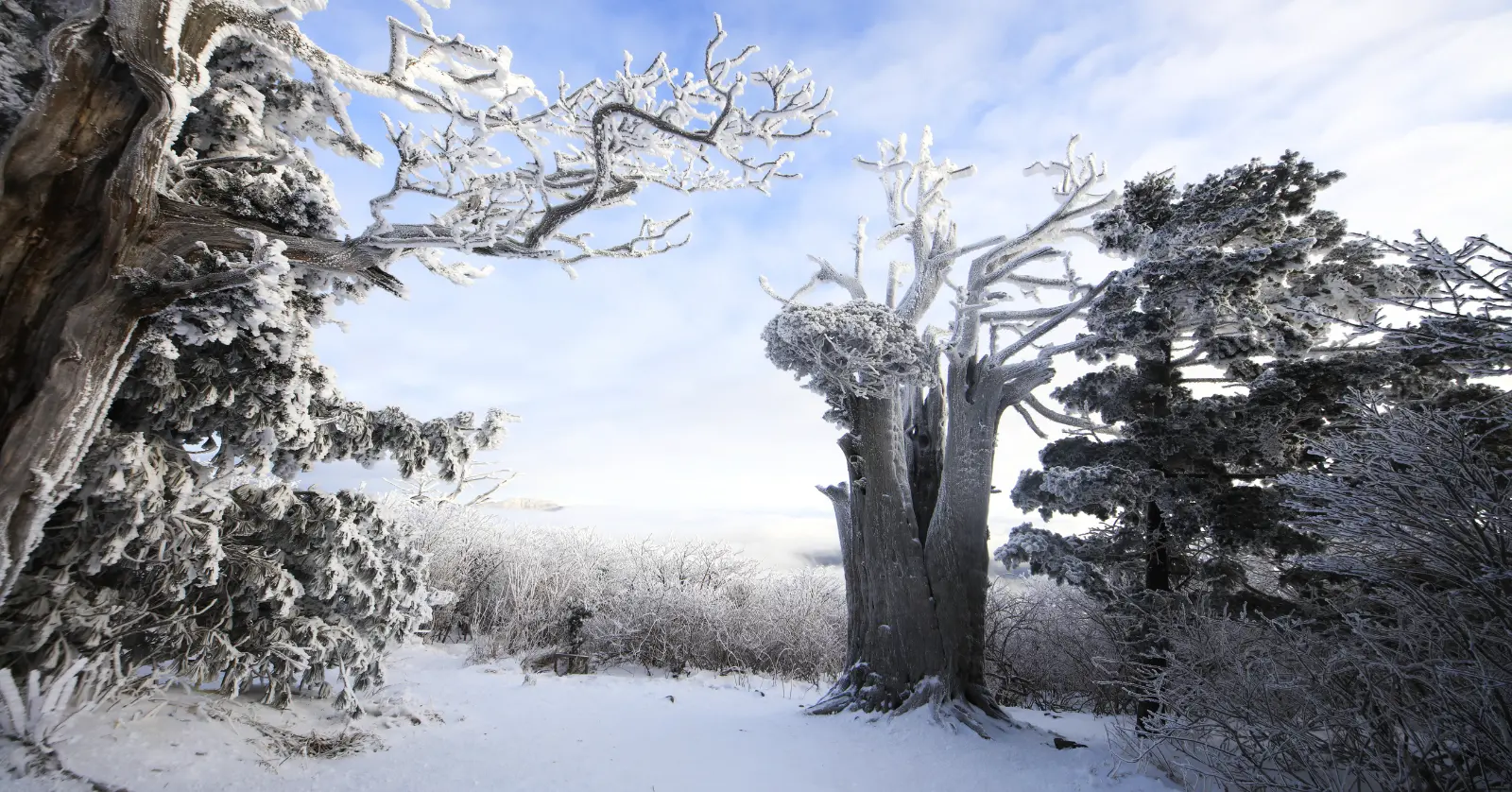 한라산 실시간 CCTV는 별도 확인