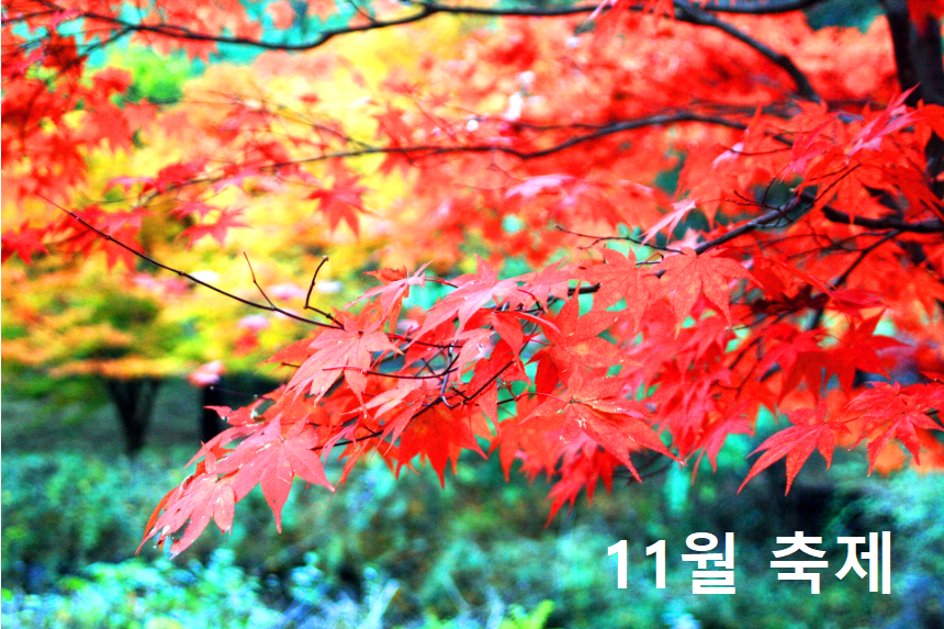11월축제
