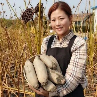 연근 재배 연못 재배 물 수위 관리 비료 주기_4