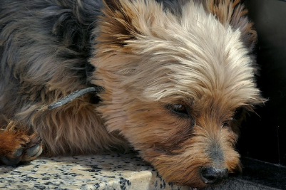 반려동물의 애도 반응 : 그들도 슬픔을 느낀다