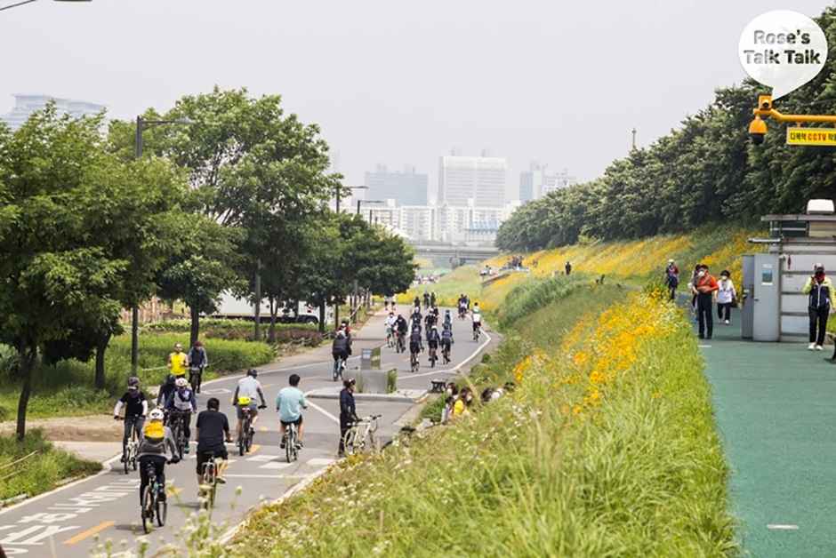 안양천벚꽃길