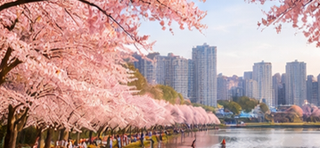 2026 벚꽃 개화시기 서울