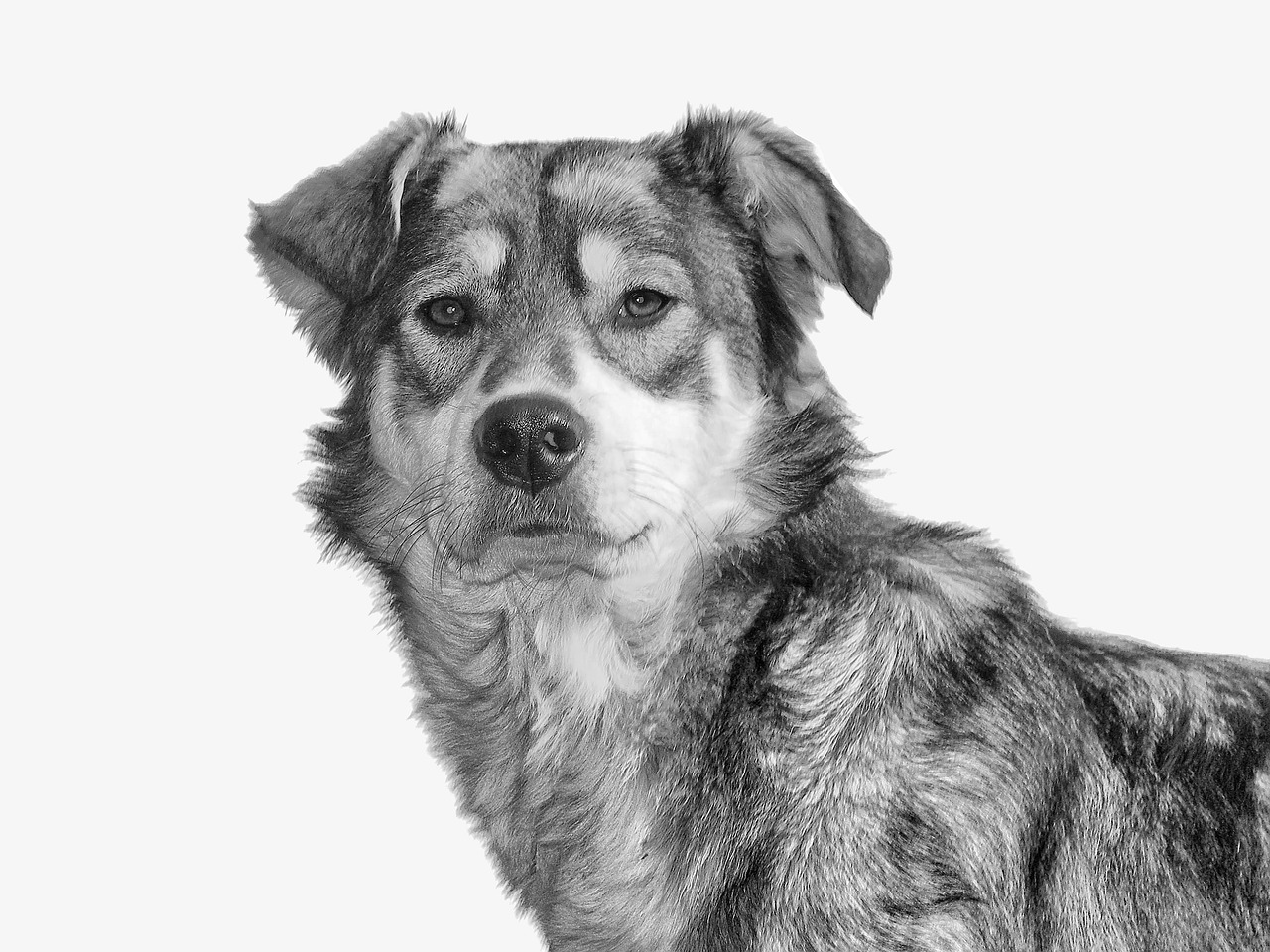 강아지 절뚝거림 대처법(3)