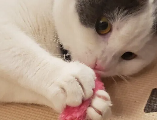 고양이와 잘 어울리는 방법