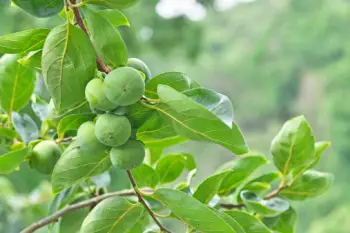 태추단감 가격, 효능과 영양성분