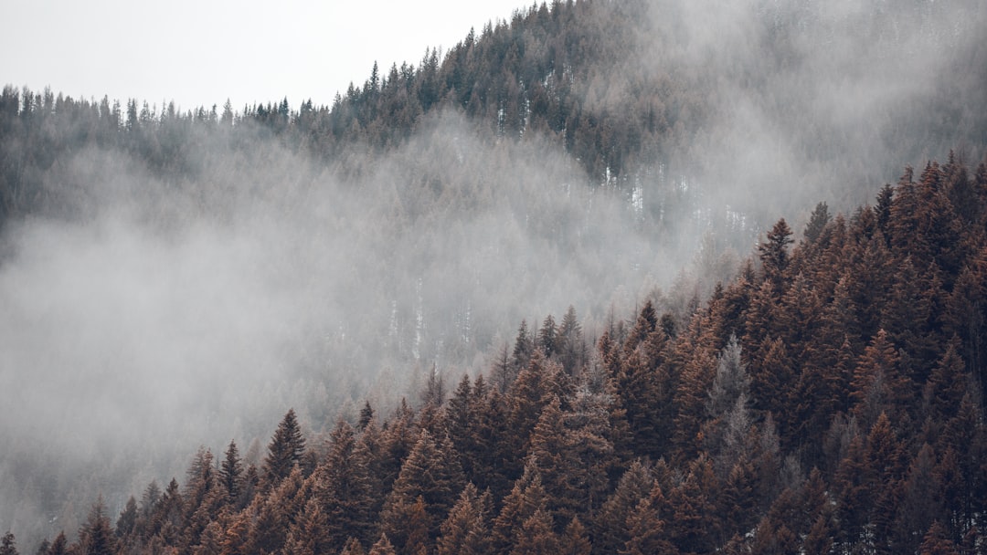 Fog