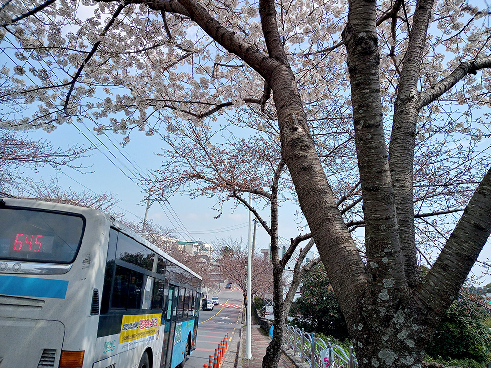 인싸들이 찾는 서귀포 핫플레이스 서호호근로 벚꽃길