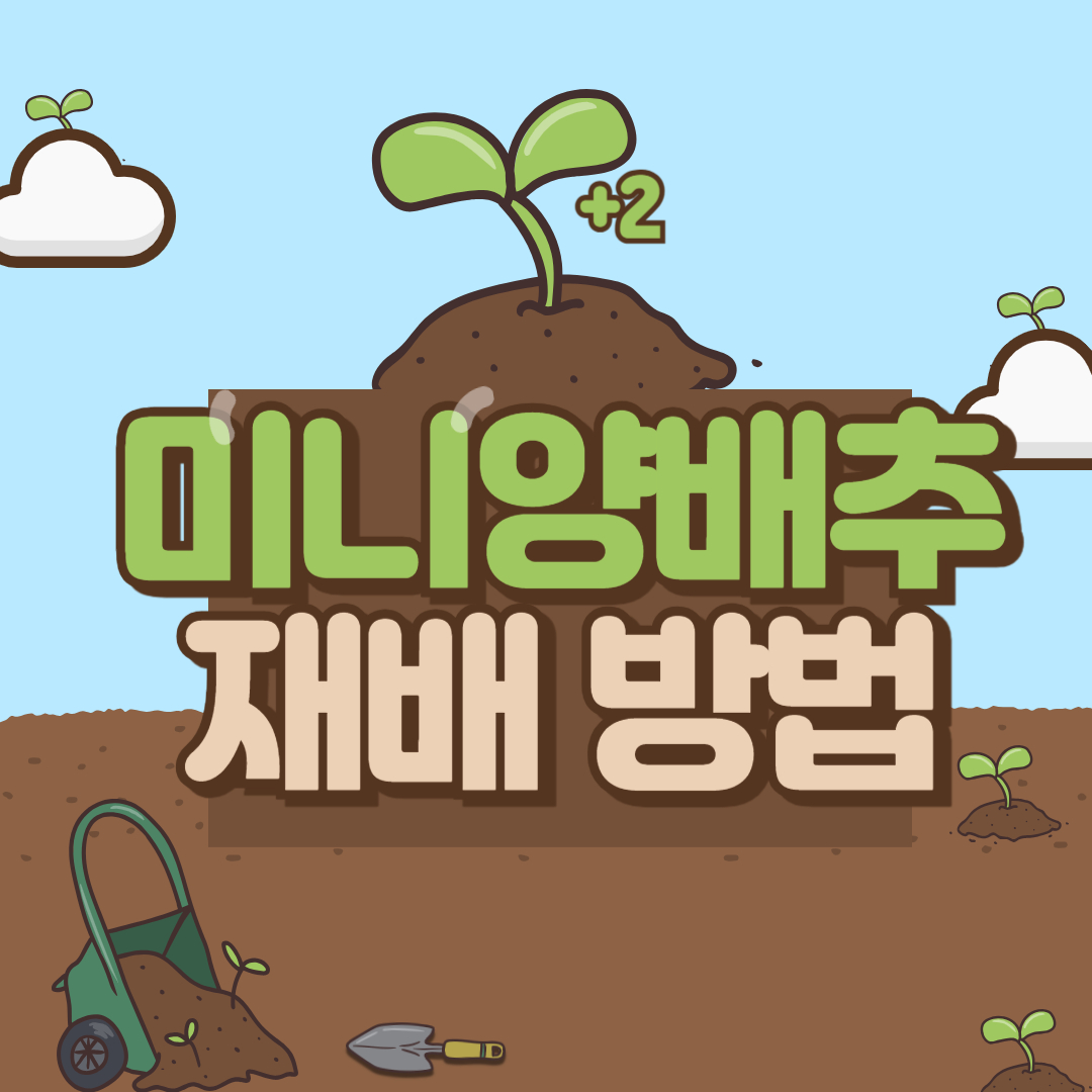 미니 양배추 모종 재배방법