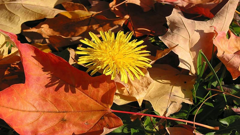 <img src="autumn-dandelion-yellow-flower.jpg" alt="가을 햇살 아래 노란 꽃잎을 피운 민들레">