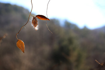 박주가리 효능과 먹는 방법과 부작용에 대해 알아봤습니다.