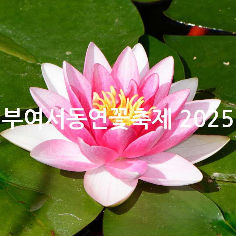 부여서동연꽃축제 2025 일정 및 볼거리