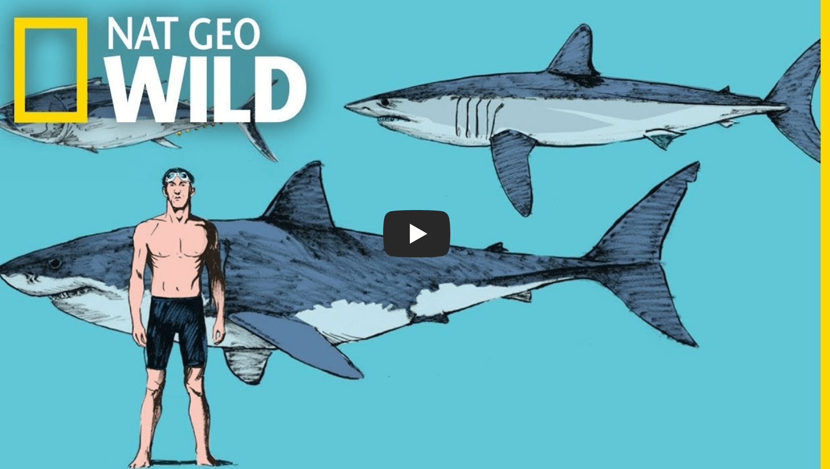 청상아리가 빠른 이유를 설명하는 영상의 섬네일