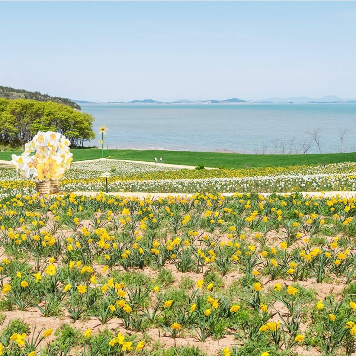 신안 선도 수선화 축제