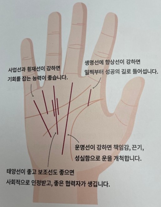 생명선-사업선-운명선-태양선-손금