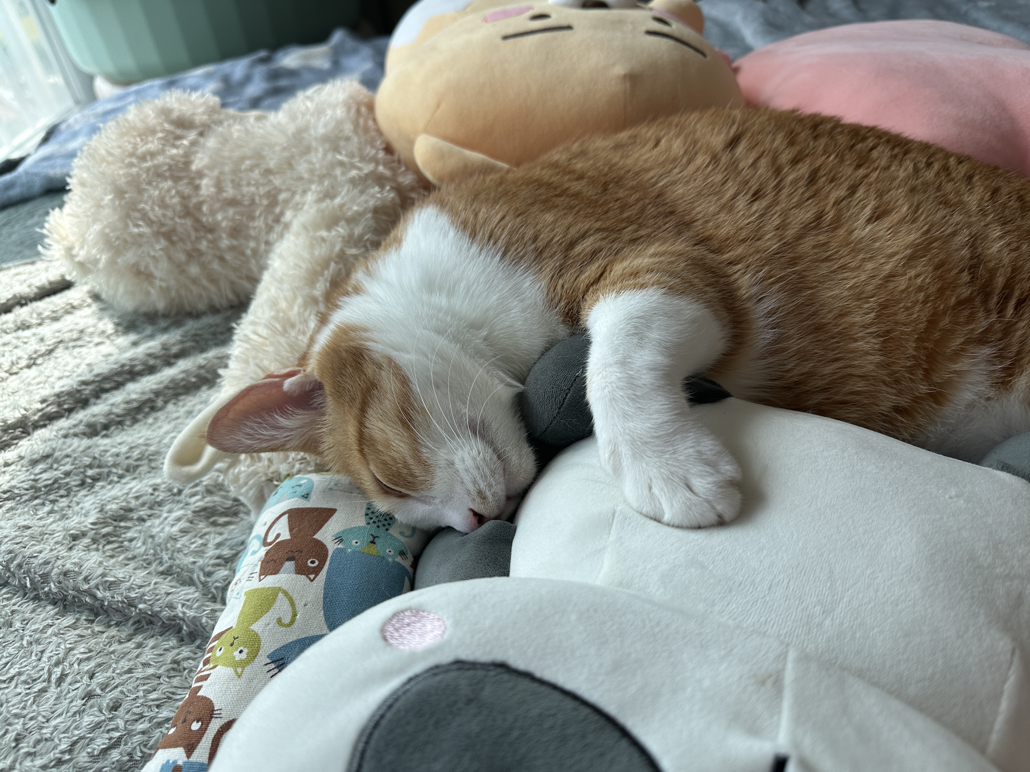 엄마_보고_발라당하는_호야