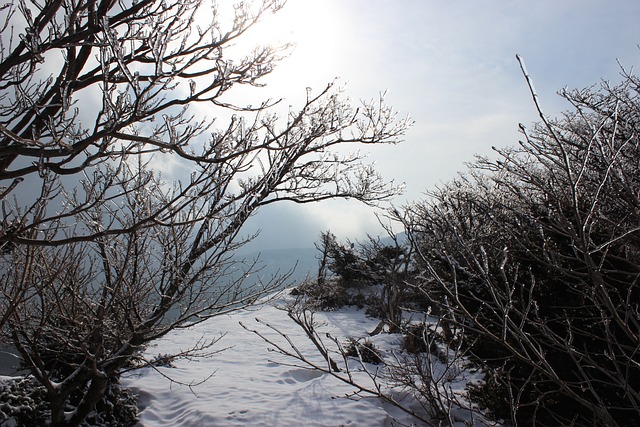 한라산 탐방 예약 성판악 관음사 코스