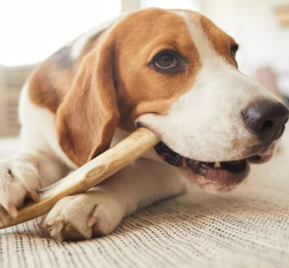 강아지 치석, 왜 생기고 어떻게 제거해야 할까?