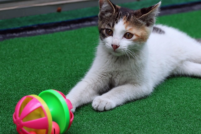 고양이 놀이법과 주의사항 및 건강한 상호작용 가이드