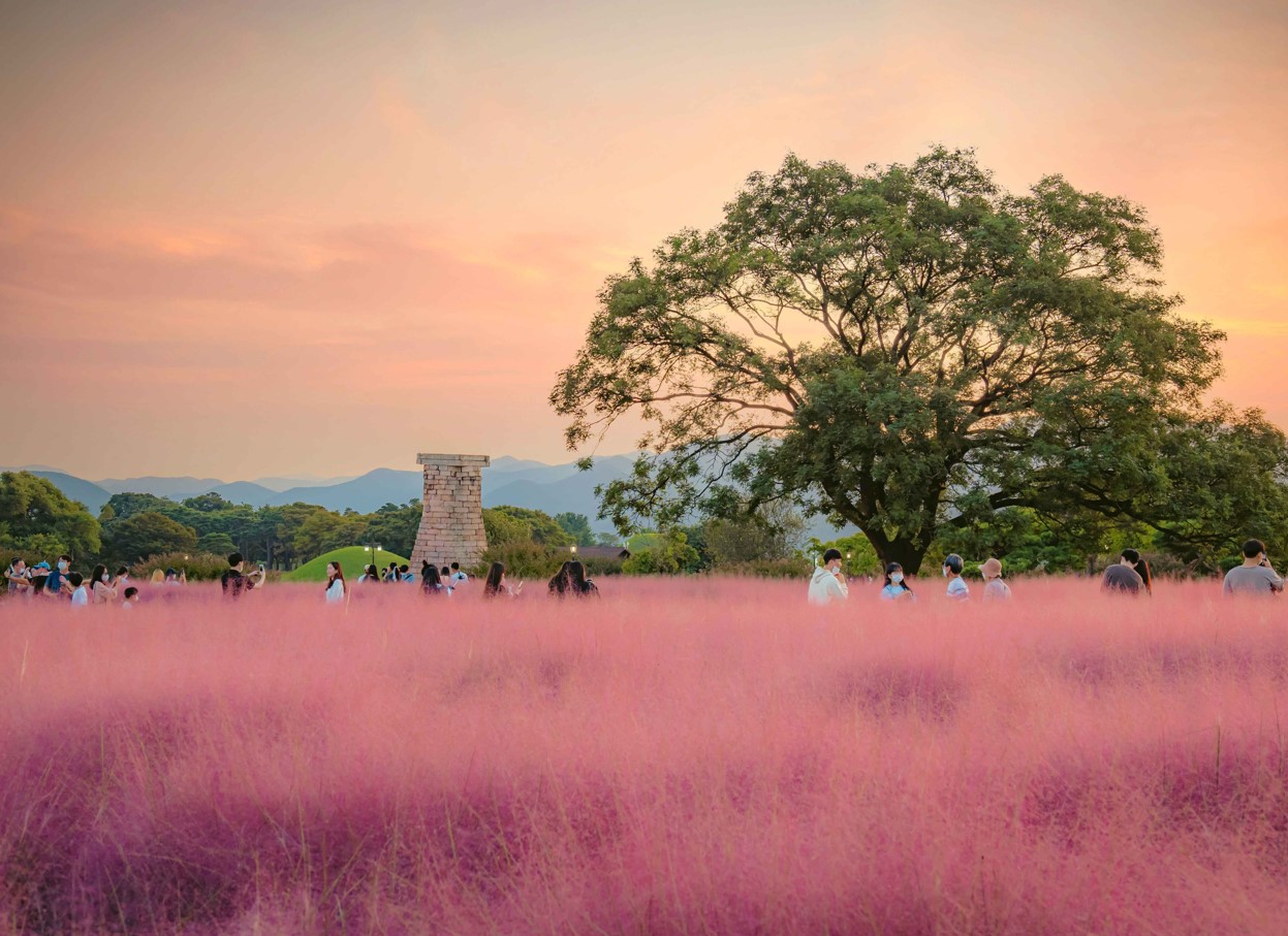 첨성대와-핑크뮬리