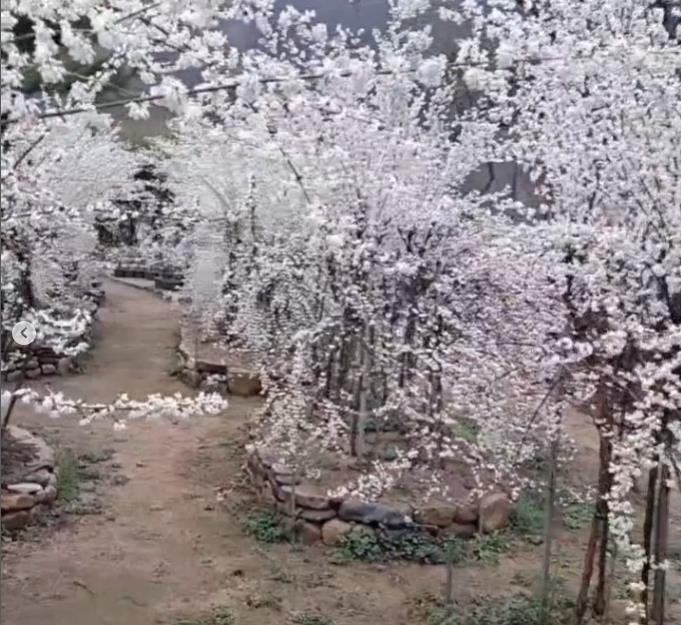 6시내고향 괴산 미선나무체험휴양마을 풍경