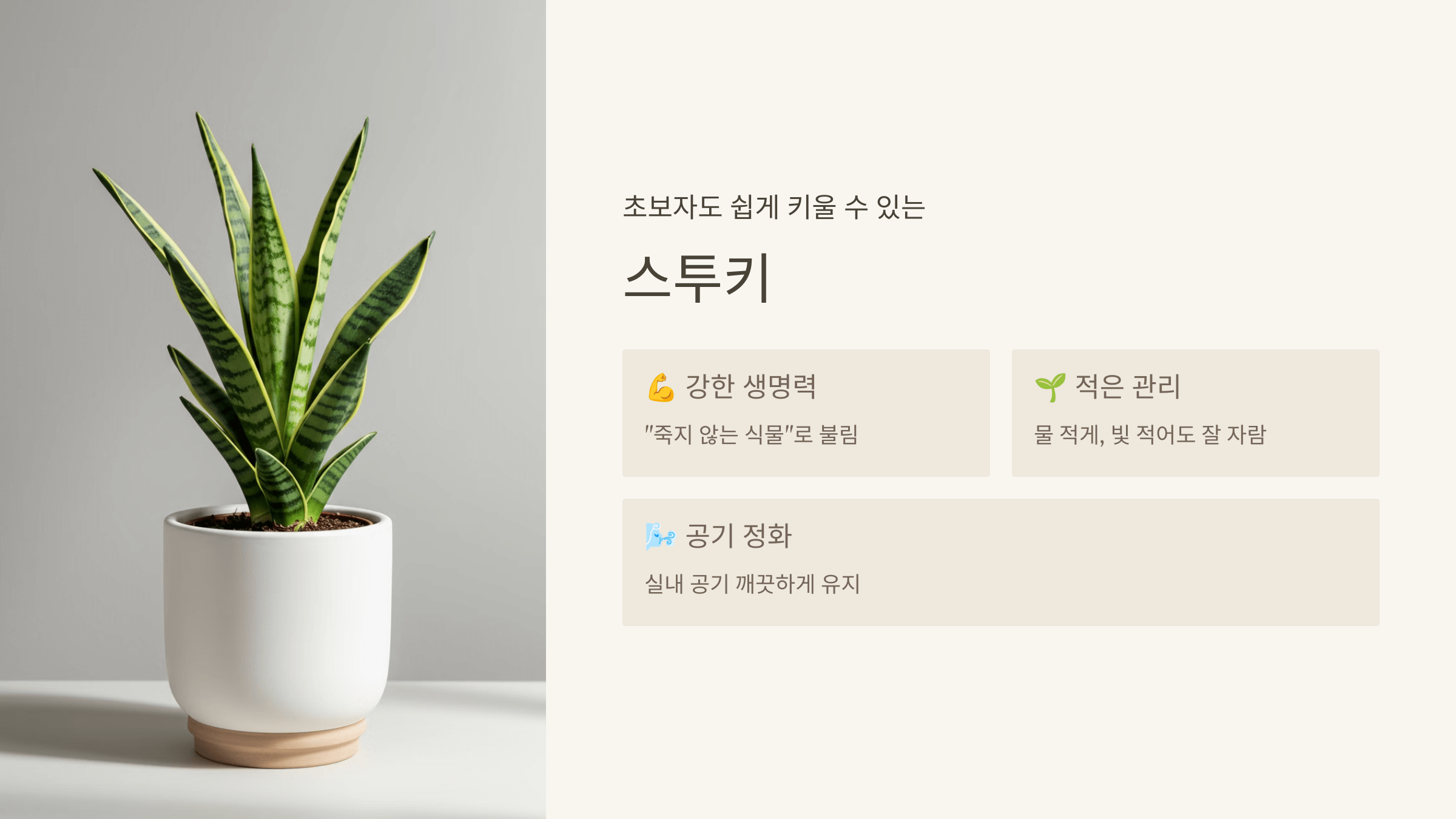 스투키