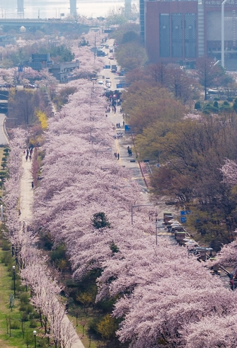 벚꽃 개화 시기