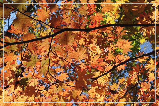 설악산 케이블카 운행시간_99