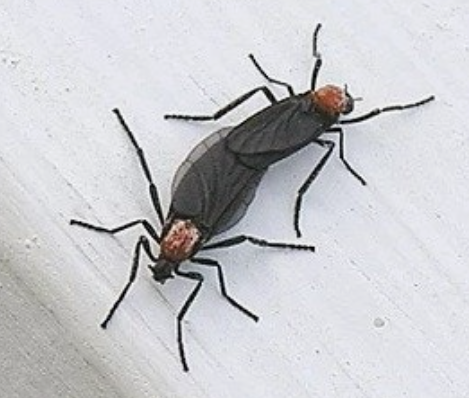 러브버그-퇴치-방법-관련-사진