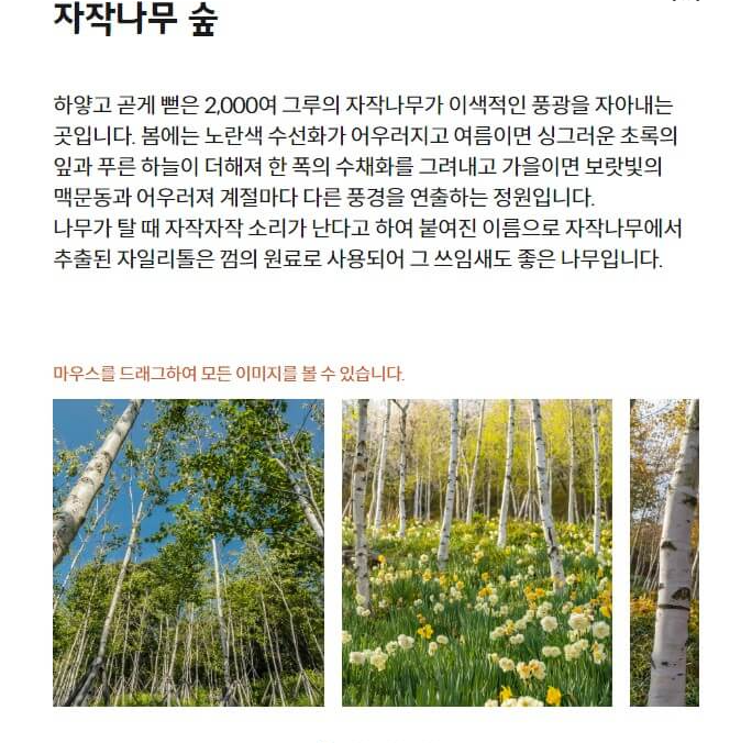자작나무숲
