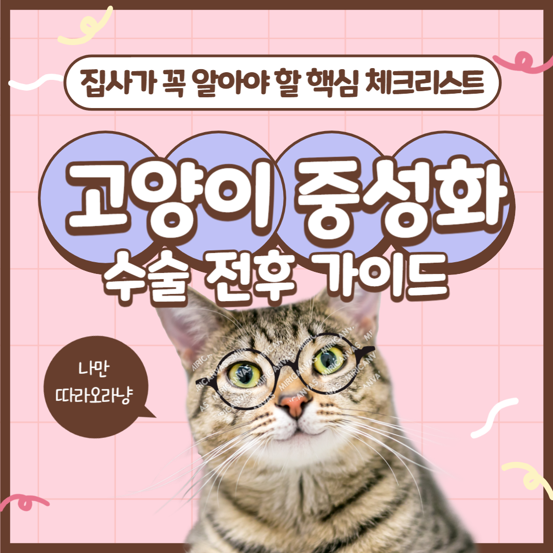 고양이 중성화 수술