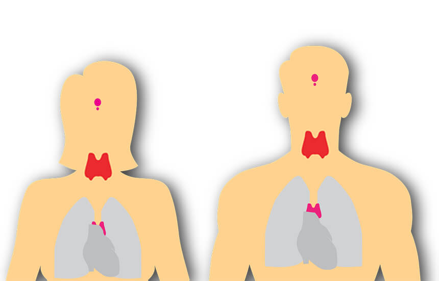 갑상선 그림 사진