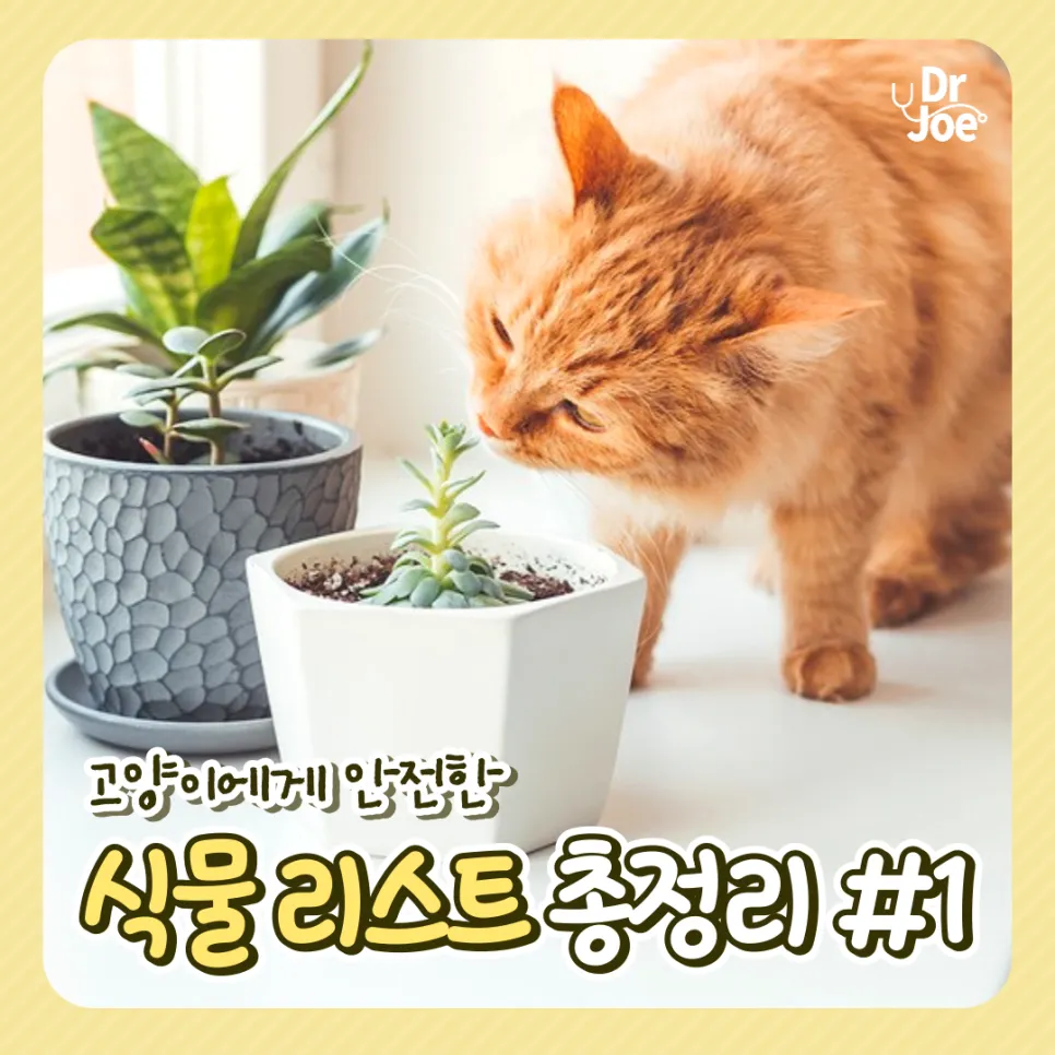 반려동물 안전 실내 식물선택 독성체크 배치높이 관리 간단 가이드_2