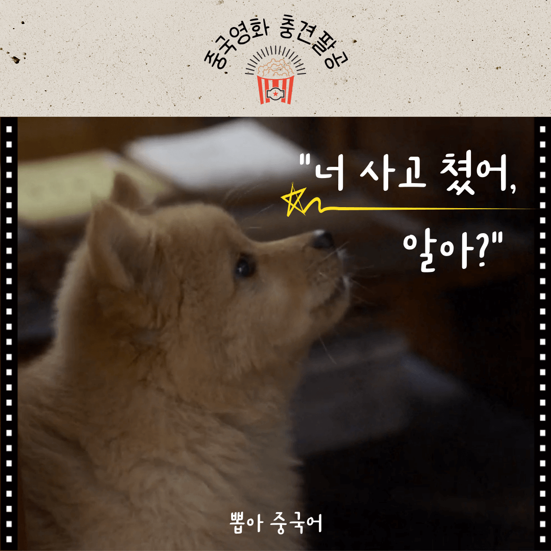 충견팔공