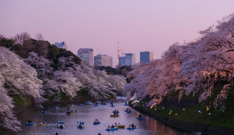 벚꽃 축제 유명한 곳 꽃말 및 벚꽃 지는 시기 정리