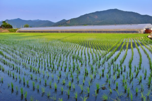 6월 한국의 시골 농촌, 모내기 한 모습