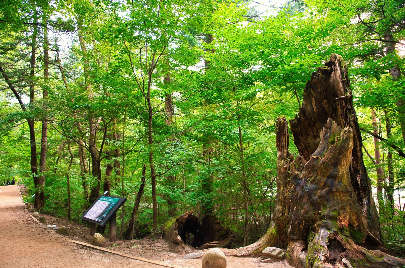 월정사-전나무숲