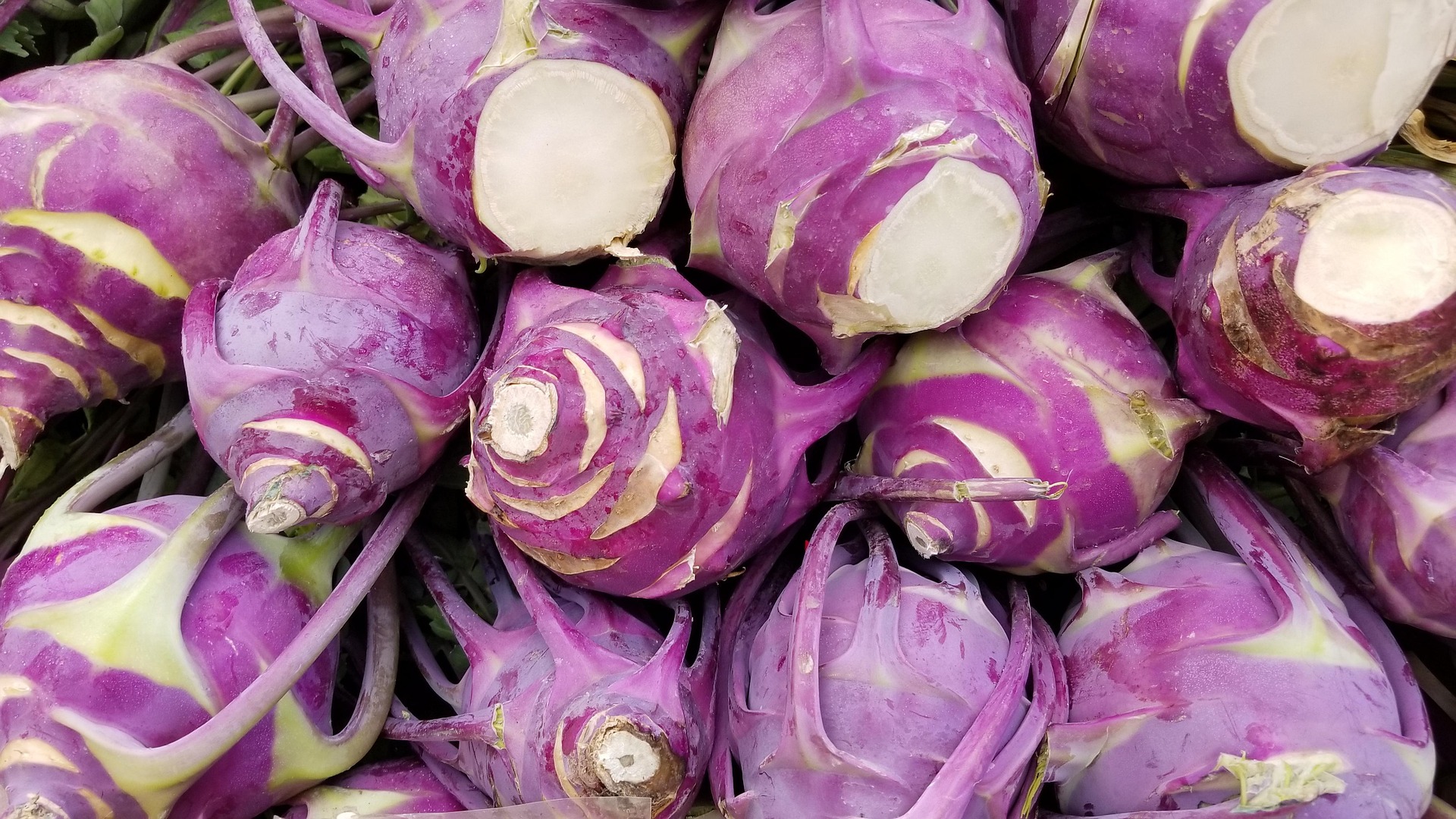 수확 직전의 콜라비