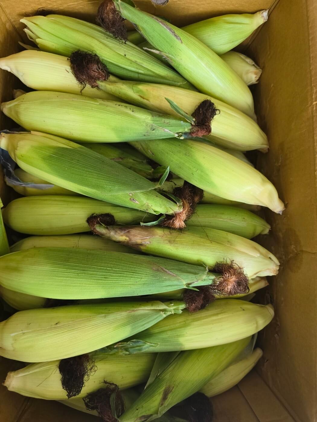 옥수수 삶는 법 시간 뉴슈가 및 보관방법 