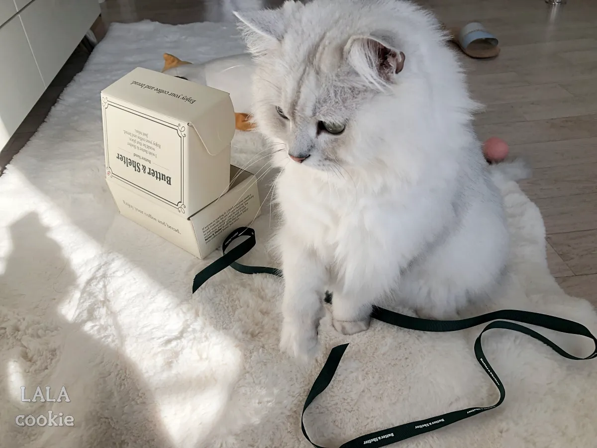 버터앤쉘터-포장-끈을-가지고-노는-고양이