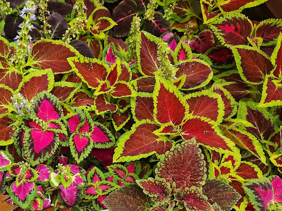 콜레우스 Coleus