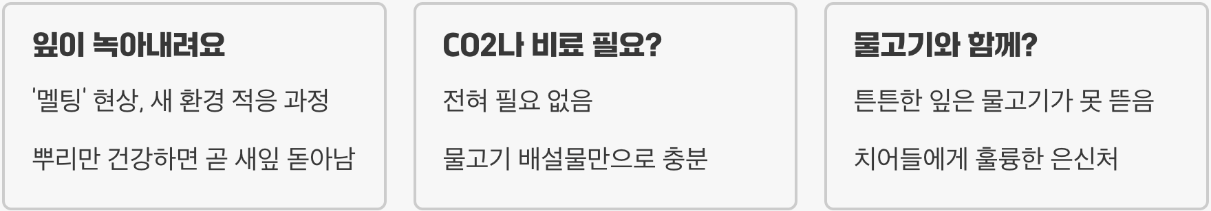 발리스네리아 종류 총정리 (나나, 스피랄리스, 타이거)