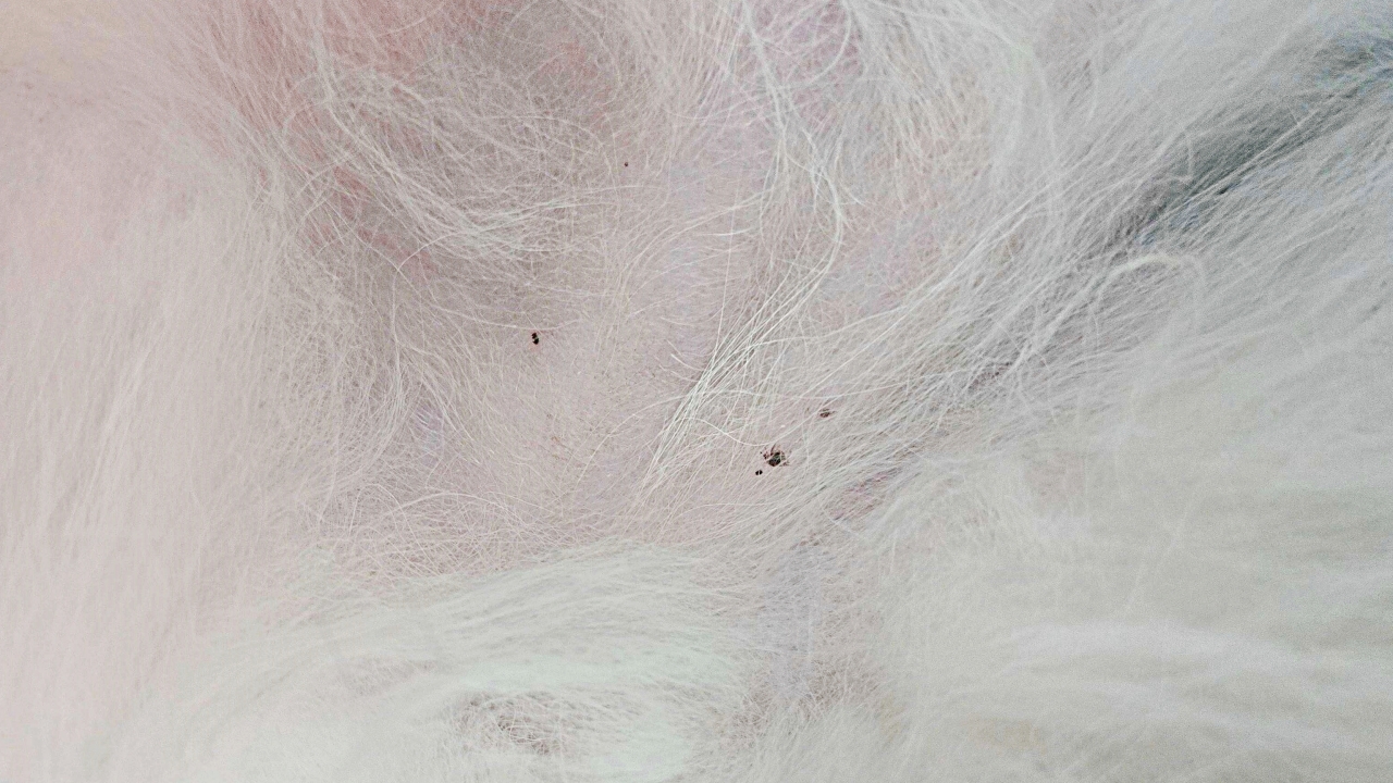 강아지 배에 진드기 물림