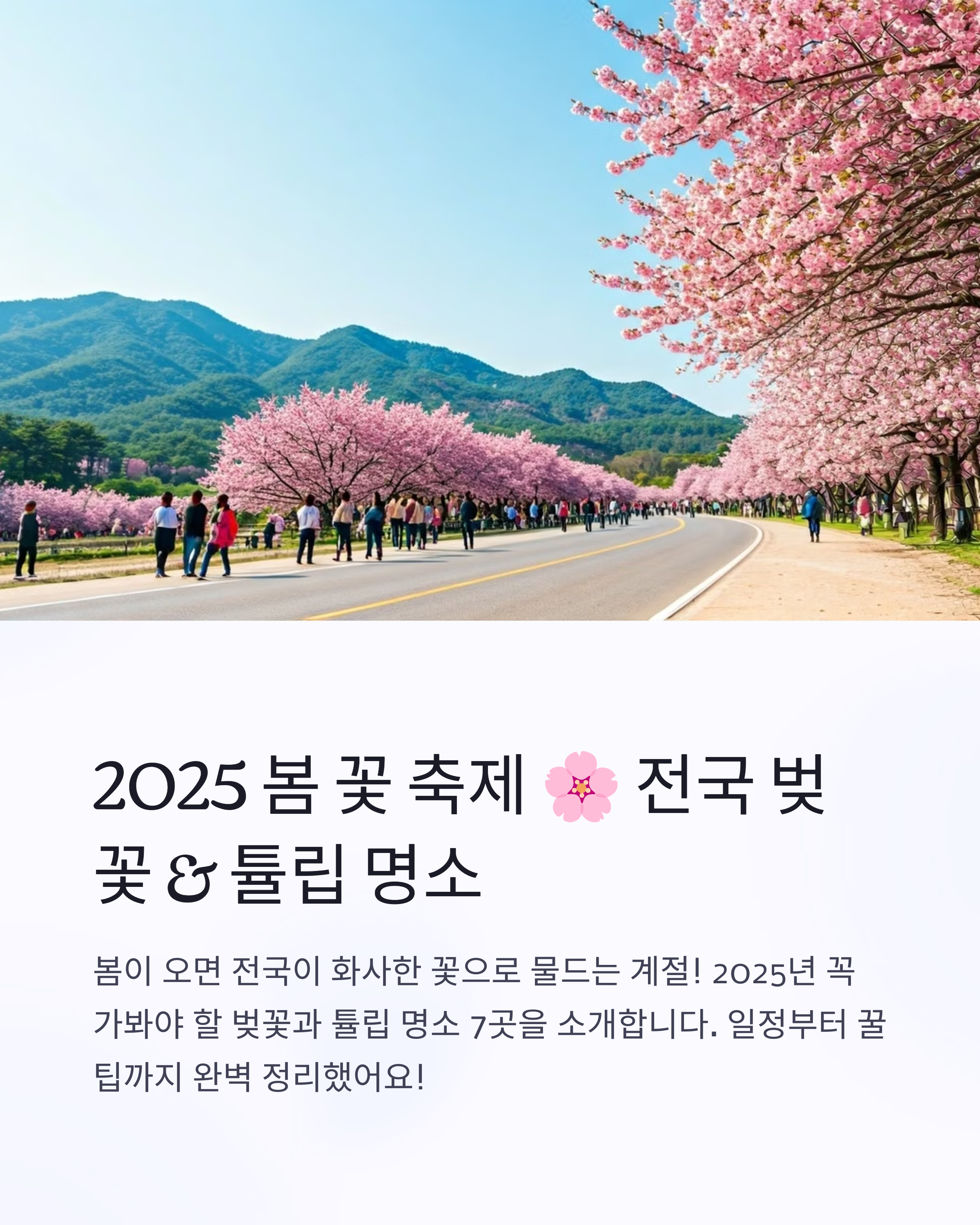 2025 춘 봄 꽃 축제 🌸 전국 벚꽃 & 튤립 명소 TOP 7 (일정 포함)