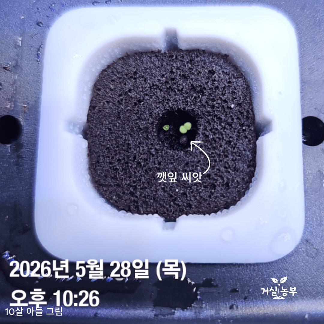 깻잎 씨앗 옆에서 발아한 아주 작은 페퍼민트 새싹