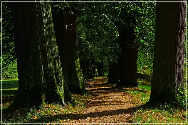 자연휴양림-나무기둥들-숲-그림자