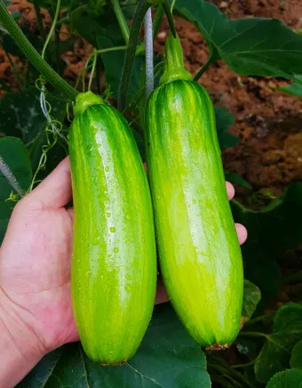 애호박 효능_6