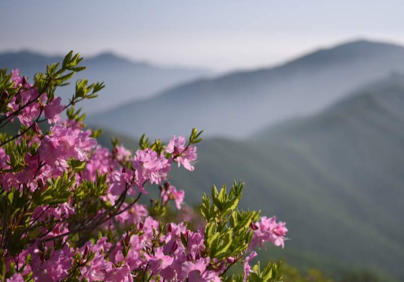 소백산 철쭉 홈페이지 이미지