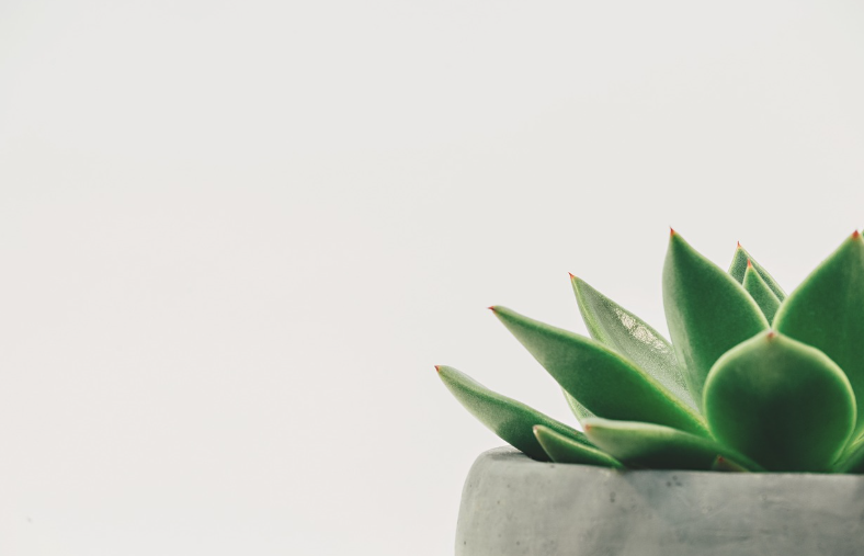 감정 지원을 위한 '힐링' 비즈니스: 반려식물, 심리 상담 구독 서비스.